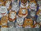 cat kitten real vip cats cotton fabric rare quilt expedited
