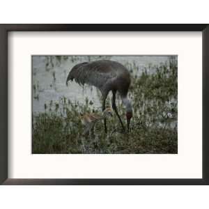  A Young Sandhill Crane, Grus Canadensis, Forages with a 