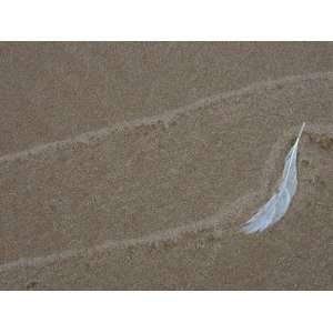  Gull Feather and Wave Lines on Lake Michigan Beach, Michigan 
