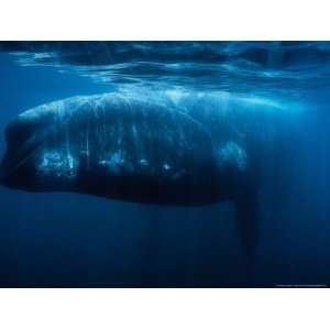  Southern Right Whale, Adult, Peninsula Valdes Photographic 