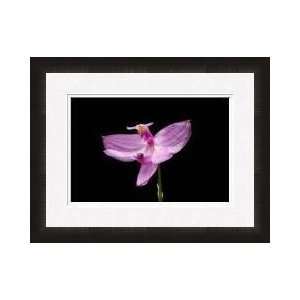  Pink Bog Orchid Atlanta Georgia Framed Giclee Print