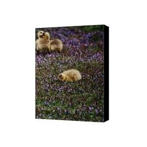  The Gosling Series   Find your own hiding place Canvas 