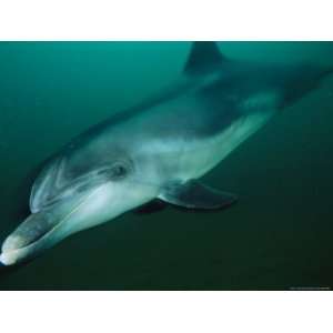 Bottlenose Dolphin Glides Through Murky Irish Waters Animal 