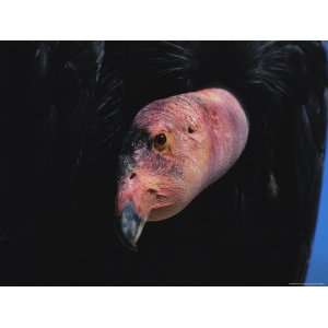 Close View of the Head of an Endangered California Condor 