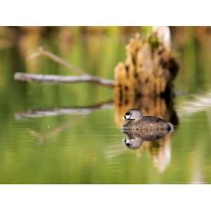  Pied Billed Grebe, Chick, Quebec, Canada Photographic 