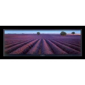 Lavender Field, Valensole, Provence, France by Craig Wood   Framed 