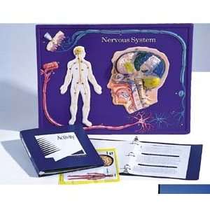 American Educational Products 2674 Nervous System Model Activity Set 