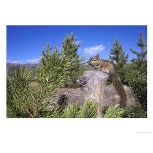  Least Chipmunk on Small Log Showing Habitat, Wyoming, USA 