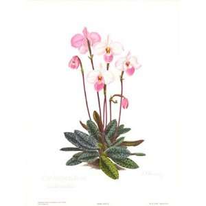   Orchid, Plate III   Poster by Esme Hennessy (18x24)