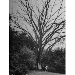  Man Looking Up at the Tree with a Dutch Elm Disease 