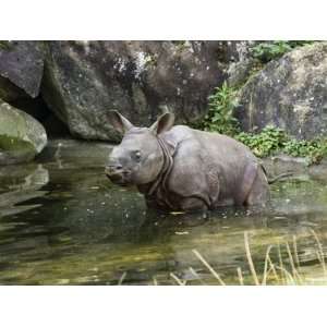  Indian Rhinoceros (Rhinoceros Unicornis) Calf in Water 