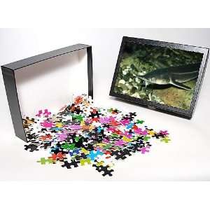   Puzzle of Pm  Sterlet   In Pond from Ardea Wildlife Pets Toys & Games