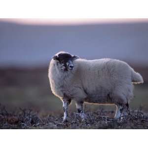  Scottish Blackface Sheep, Uist, Outer Hebrides, Scotland 