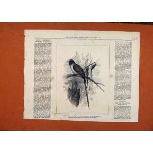   Chestbut Backed Coly Birds C1876 London News Old Print
