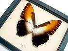 real butterfly morpho  