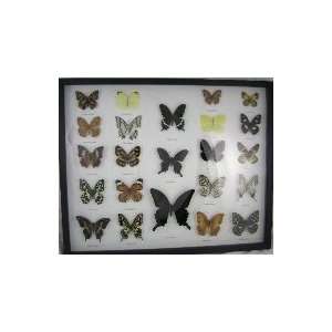 23 Real Butterflies, Beautiful Large Framed Insect Collection, 22x18