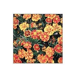  Marigold, Red Marietta Patio, Lawn & Garden