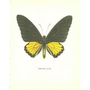   10 Papilio Helna (123 mm.) Colour Print (Butterfly) 