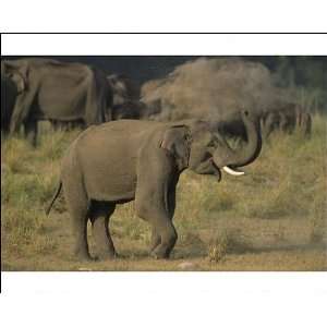  Asian / Indian Elephant (tusker) dust bathing Photographic 