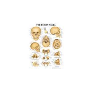 PT# 1587791676 Human Skull Chart by Anatomical Chart Company (sold 