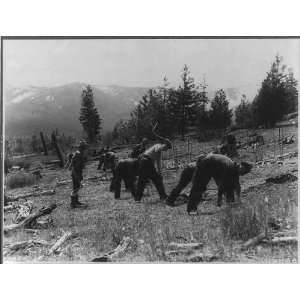   ,Civilian Conservation Corps planting tree seedlings