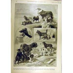   1893 Dog Show Islington Collies Hounds Bassets