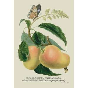   The Mazagon Mango and the Papilio Bolina 24x36 Giclee