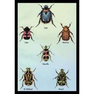  Beetles of Cape, America, Manilla, N. Holland and Brazil 