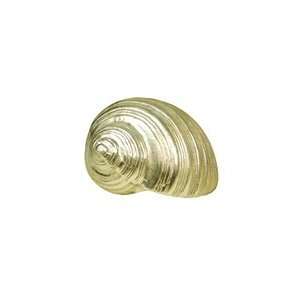  Chehoma silver Tonna Galea shell