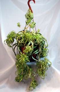 Bonnie Curly Spider Plant   Easy  Cleans the Air 4 Pot  