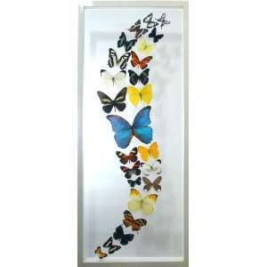  The Rio Rico Mounted Butterfly Art with Blue Morpho Framed 