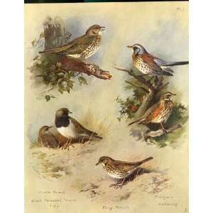  Large Thorburn Birds Thrush Field Fare Redwing 1915