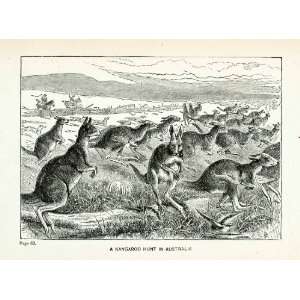Engraving Kangaroo Hunt Australia Animals Landscape Wildlife Meat Hide 
