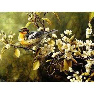  Blackburnian Warbler Poster Print