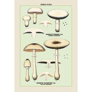  Vintage Art Edible Fungi Flat Cap Mushroom   04890 5 