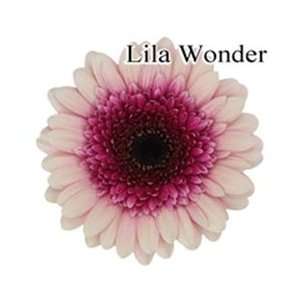  Lila Wonder Mini Gerbera Daisies   140 Stems Arts, Crafts 