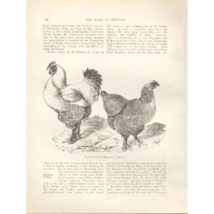  1St Dark Brahmas Sent To England Poultry Bird Print