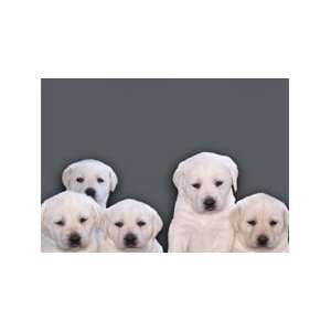  DrD4Dogs Greeting Card   No Caption
