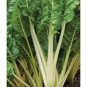 Swiss Chard, Burpees Fordhook Giant Organic 1 Pkt. (100 seeds)