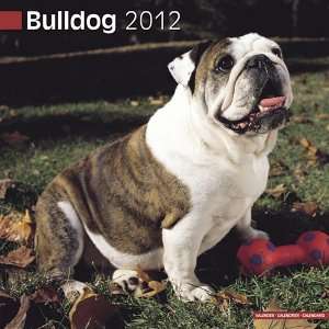  Bulldog 2012 Wall Calendar 12 X 12