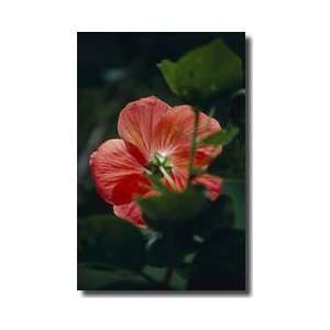  Mallow Flower Kandy Sri Lanka Giclee Print