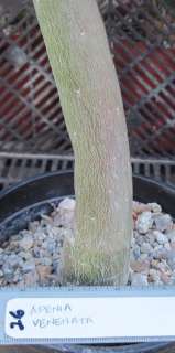 Care tips for our caudiciform plants can be found at fat plants.