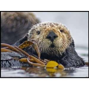  California Sea Otter Stamp