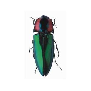  Green Beetle Diecut Magnet 