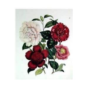  Camellias    Print