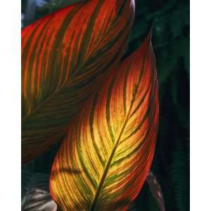   Geographic, Sunlit Cannas, 8 x 10 Poster Print