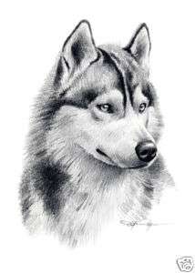 SIBERIAN HUSKY Drawing Dog Art ACEO Print Signed DJR  