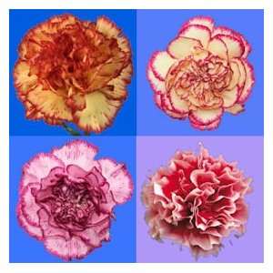 Carnations 350 Bi Color Grocery & Gourmet Food