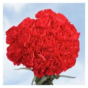 Red Carnations 200  Grocery & Gourmet Food