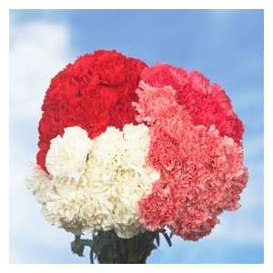 Valentines Day Carnations 350 Grocery & Gourmet Food